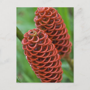Beehive Ginger, Spezial Zingiber), Postkarte