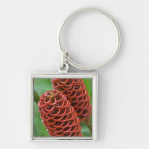 Beehive Ginger, Zingiber spectabile), Schlüsselanhänger