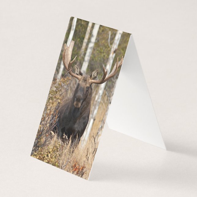 Beeindruckende Bull Moose (Vorderseite)