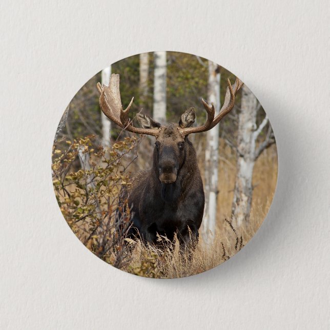 Beeindruckende Bull Moose Button (Vorderseite)