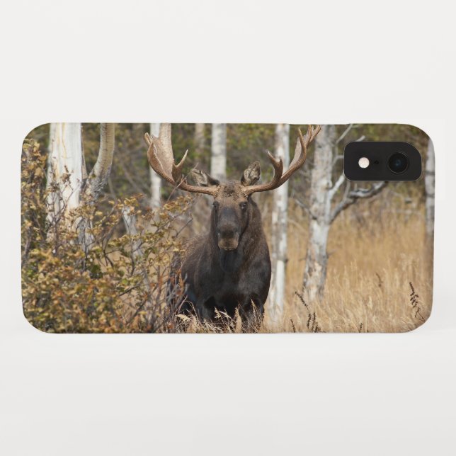 Beeindruckende Bull Moose Case-Mate iPhone Hülle (Rückseite (Horizontal))