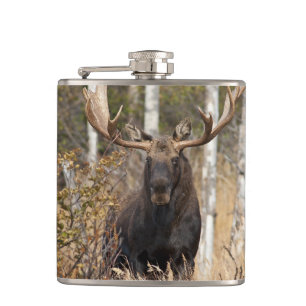 Beeindruckende Bull Moose Flachmann