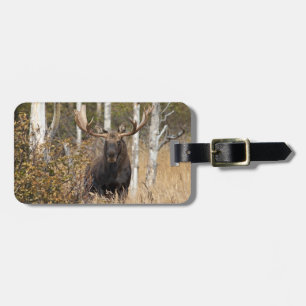 Beeindruckende Bull Moose Gepäckanhänger