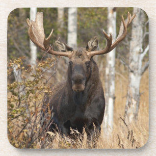 Beeindruckende Bull Moose Getränkeuntersetzer
