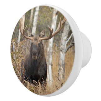 Beeindruckende Bull Moose Keramikknauf