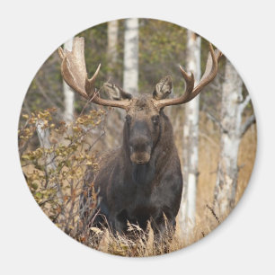 Beeindruckende Bull Moose Magnet