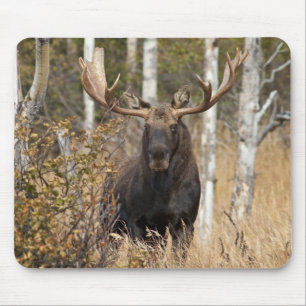 Beeindruckende Bull Moose Mousepad