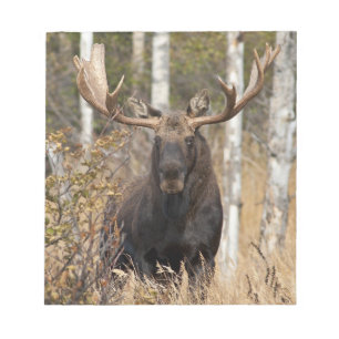 Beeindruckende Bull Moose Notizblock
