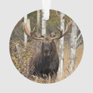 Beeindruckende Bull Moose Ornament