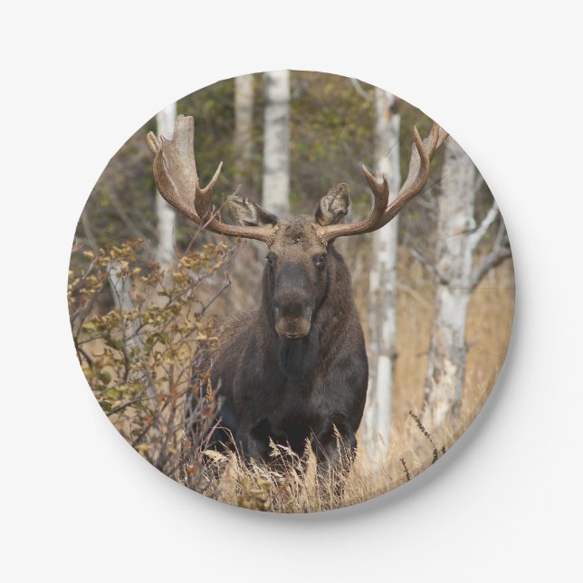 Beeindruckende Bull Moose Pappteller (Vorderseite)