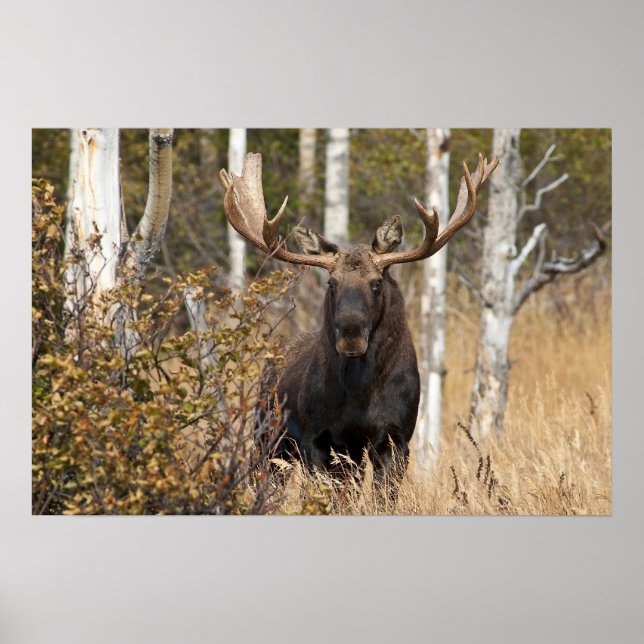 Beeindruckende Bull Moose Poster (Vorne)