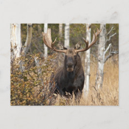 Beeindruckende Bull Moose Postkarte