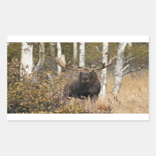 Beeindruckende Bull Moose Rechteckiger Aufkleber