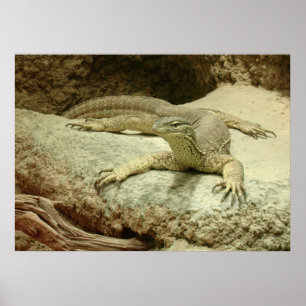 Beeindruckende Sand-Goanna Poster