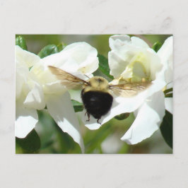 Bee'n beschäftigt postkarte