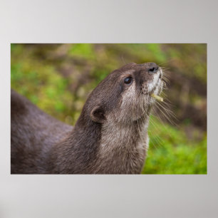 Beenden eines Otter Finds Poster