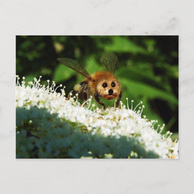 Beeog Postkarte (Vorderseite)