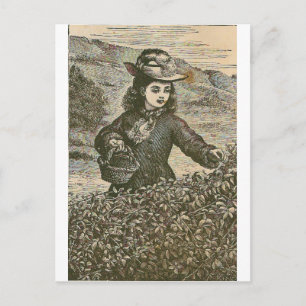 Beeren pflücken postkarte