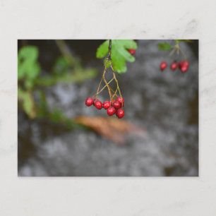 Beeren postkarte