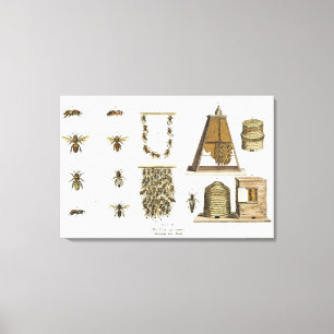 Bees and bee-keeping, from 'The Young Landsman', p Leinwanddruck