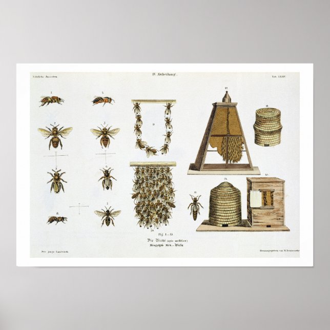 Bees and bee-keeping, from 'The Young Landsman', p Poster (Vorne)