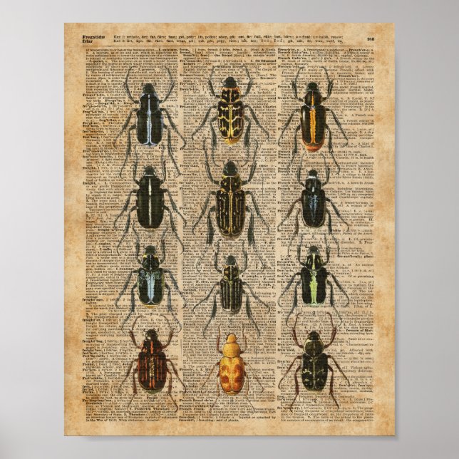 Beetles Bugs Zoology Vintag Illustration Art Poster (Vorne)