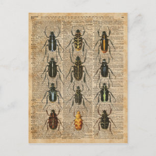 Beetles Bugs Zoology Vintag Illustration Art Postkarte