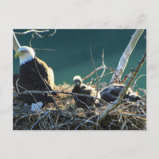 BEF Bald Eagle Familie Postkarte