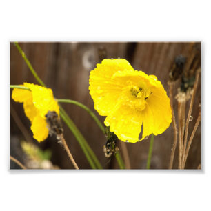 Befeuchteter Sonnenschein Fotodruck