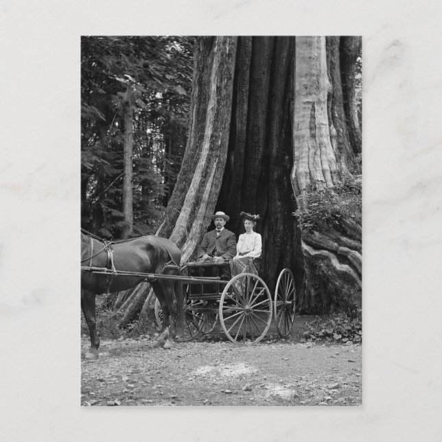 Beförderung im Hollow Tree Postkarte (Vorderseite)