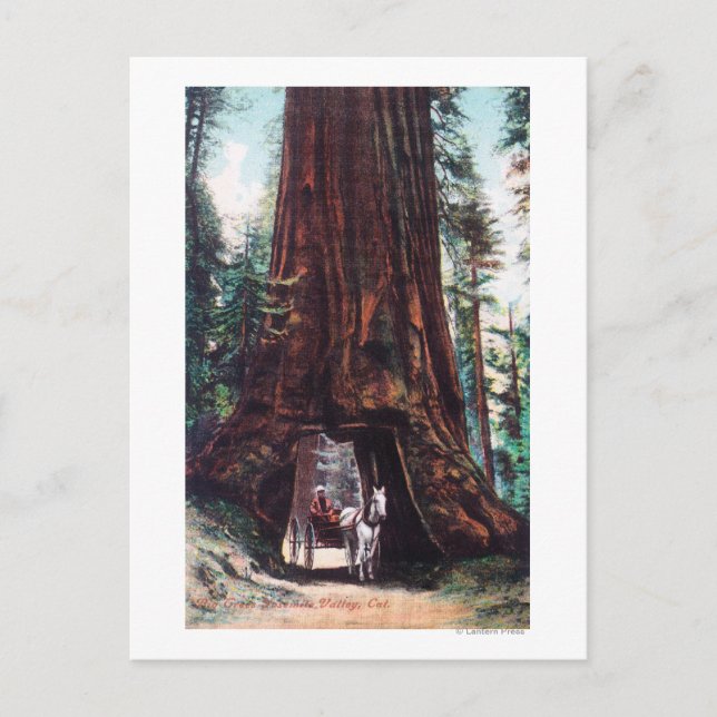 Beförderung unter einem riesigen Redwood Postkarte (Vorderseite)