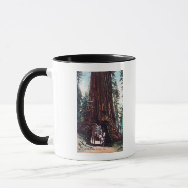 Beförderung unter einem riesigen Redwood Tasse (Links)