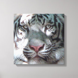 Begegnung mit White Tiger Leinwanddruck
