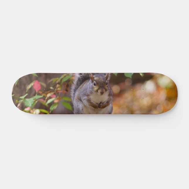 Begging Squirrel Skateboard (Horizontal)