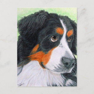 Beging Bernese Postkarte