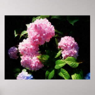 BEGINNEN UNTER $20 - Hydrangea im Sonnenschein Poster