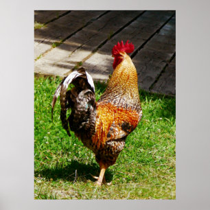 BEGINNEN UNTER $20 - Strutting Hahn Poster