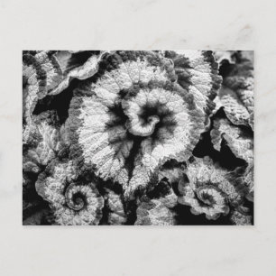 Begonia Blätter in Schwarz-Weiß Postkarte