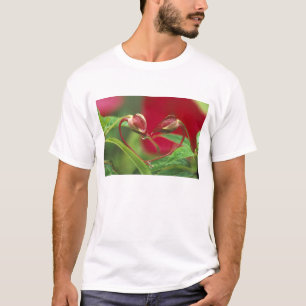Begonia Buds in Herzform mit Tropfen . Kredit T-Shirt