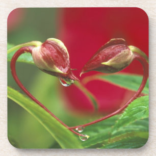 Begonia Buds in Herzform mit Tropfen . Kredit Untersetzer