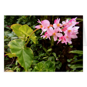 Bégonia d'aile d'ange