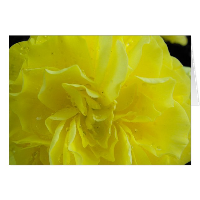 Bégonia, fleurs海 棠 (Devant horizontal)