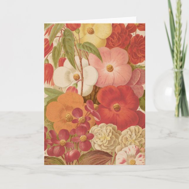 Begonia | George Nicholson Karte (Vorderseite)