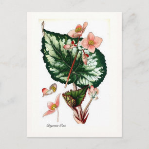 Begonia Rex Postkarte