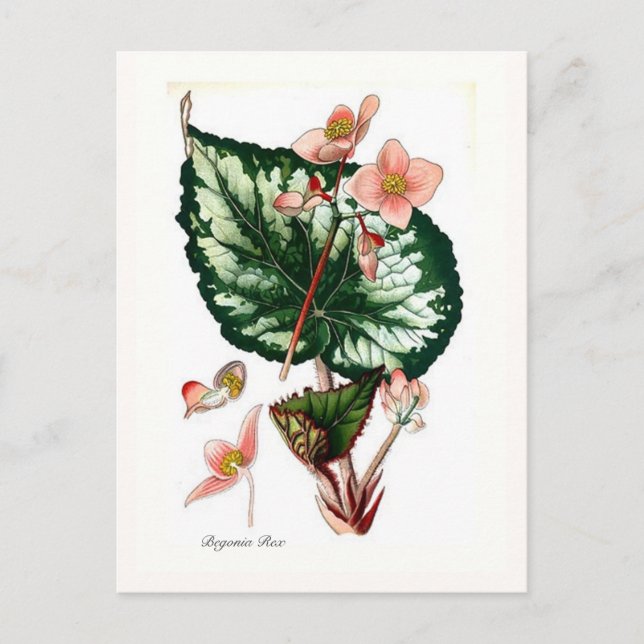 Begonia Rex Postkarte (Vorderseite)