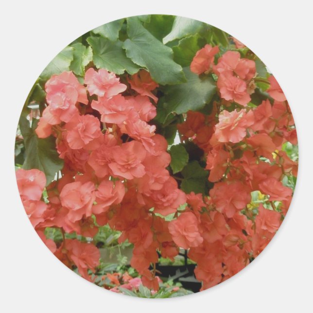 Begonia Stickers (Vorderseite)