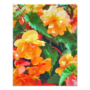 BEGONIAS FOTODRUCK