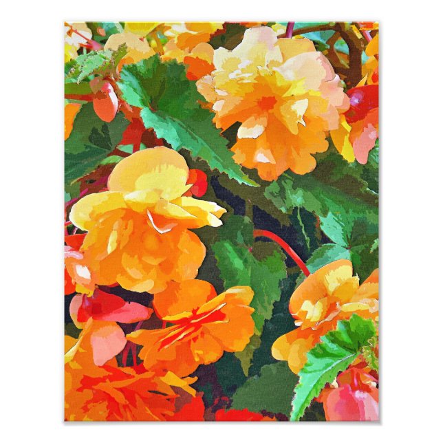 BEGONIAS FOTODRUCK (Vorne)