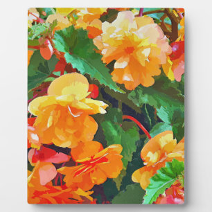 BEGONIAS FOTOPLATTE