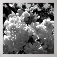 Begonias